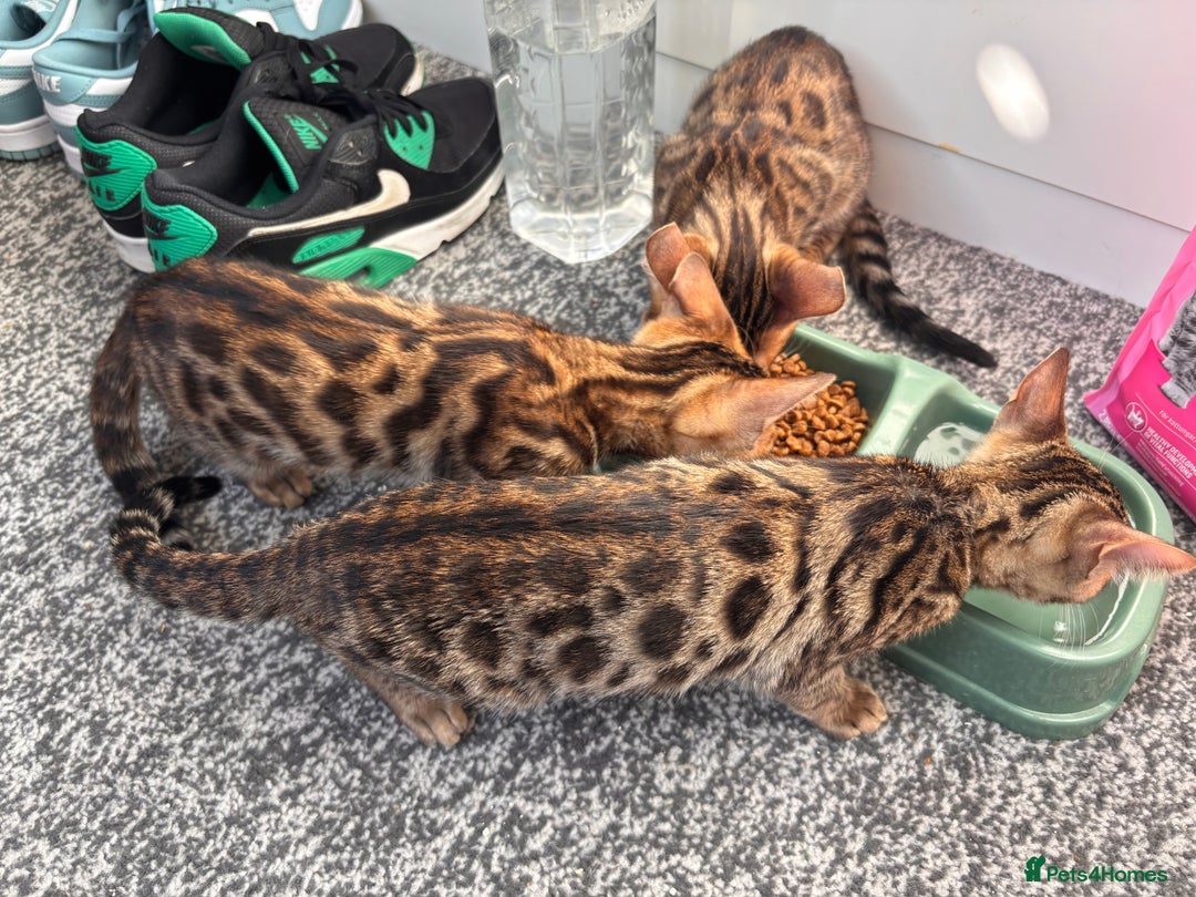 Bengal cats for sale: Bengals  - Image 7