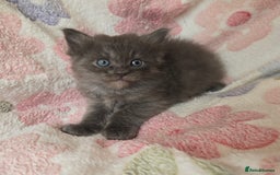 Maine Coon cats for sale: Beautiful playful Maine Coon kittens  - Image 39