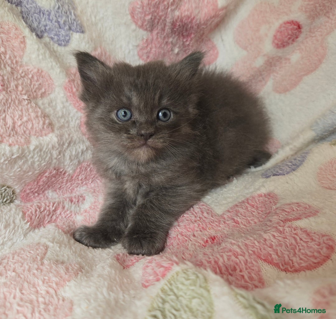 Maine Coon cats for sale: Beautiful playful Maine Coon kittens  - Image 39