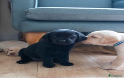 Labrador Retriever dogs for sale: Adorable Labrador Retriever Puppies  🐶💛 - Image 11