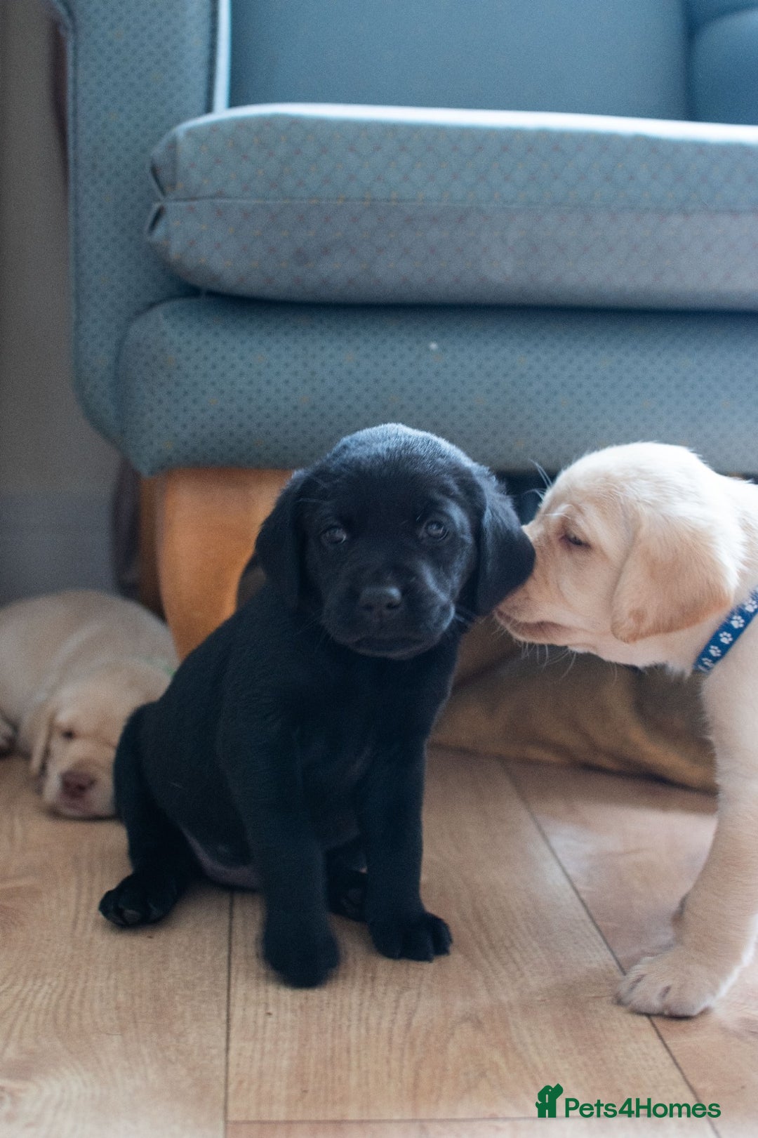 Labrador Retriever dogs for sale: Adorable Labrador Retriever Puppies  🐶💛 - Image 11