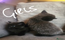 British Shorthair cats for sale: 5 beautiful british shorthair kittens - Image 12