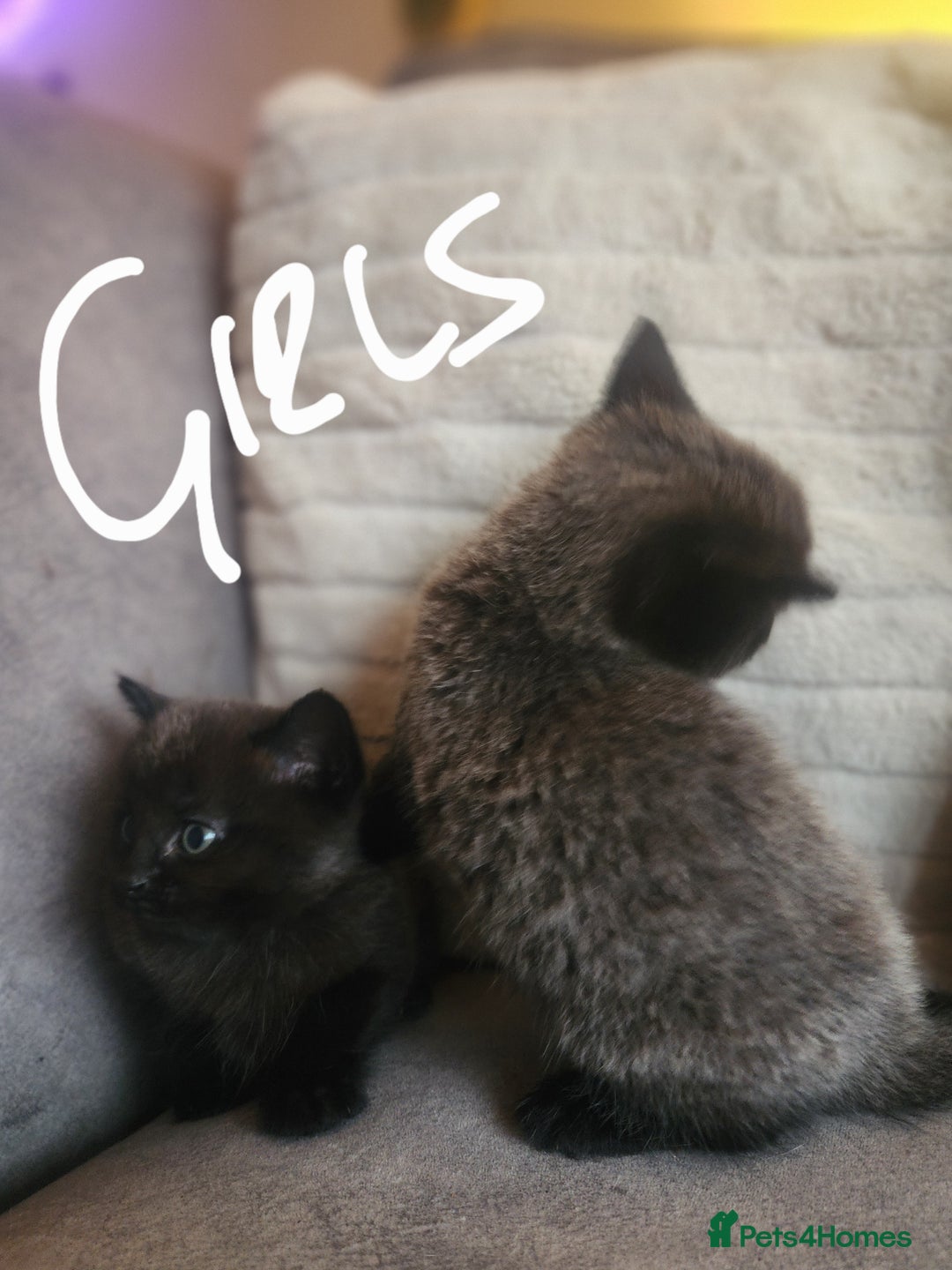 British Shorthair cats for sale: 5 beautiful british shorthair kittens - Image 12