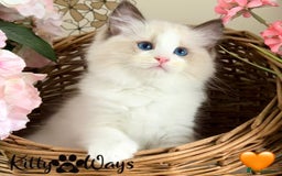 Ragdoll cats for sale: 🐾🩷*TICA REG* LYNX TABBY EU RAGDOLL KITTENS🩵🐾 - Image 14