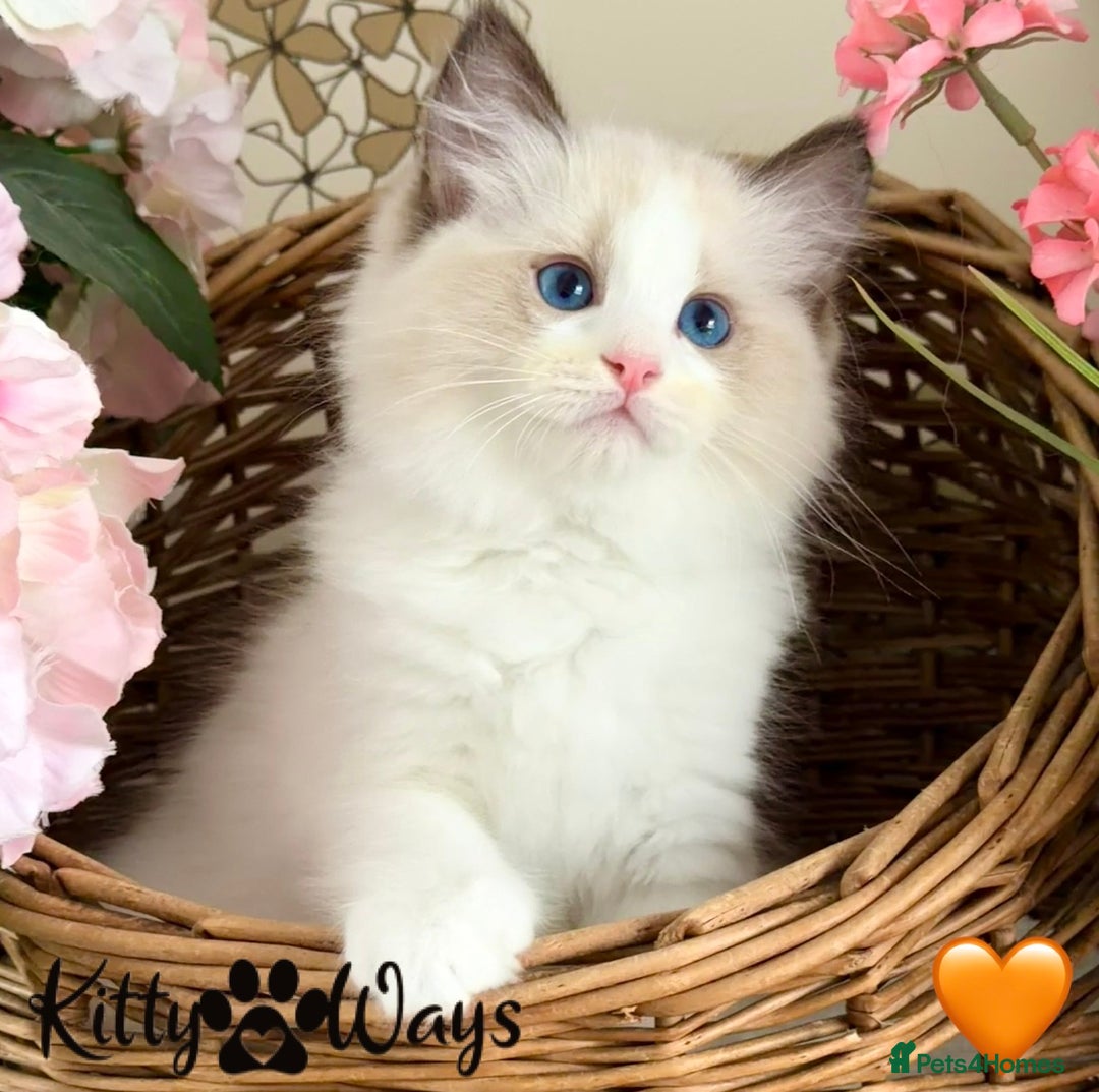 Ragdoll cats for sale: 🐾🩷*TICA REG* LYNX TABBY EU RAGDOLL KITTENS🩵🐾 - Image 14