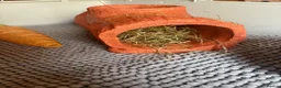 Guinea Pig rodents for sale: 2MALE guinea pigs complete with everything! - Advert 4