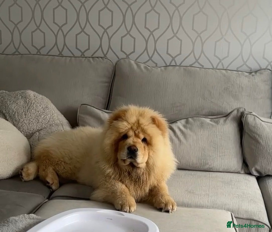 Chow Chow dogs REDUCED KC Registered Female Chow Chow  - Advert 11