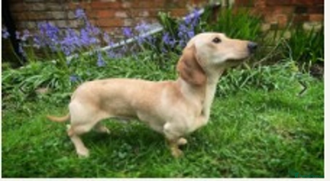 Miniature Dachshund dogs for sale: Adorable Home-Reared Miniature Dachshund Puppies ! - Advert 8