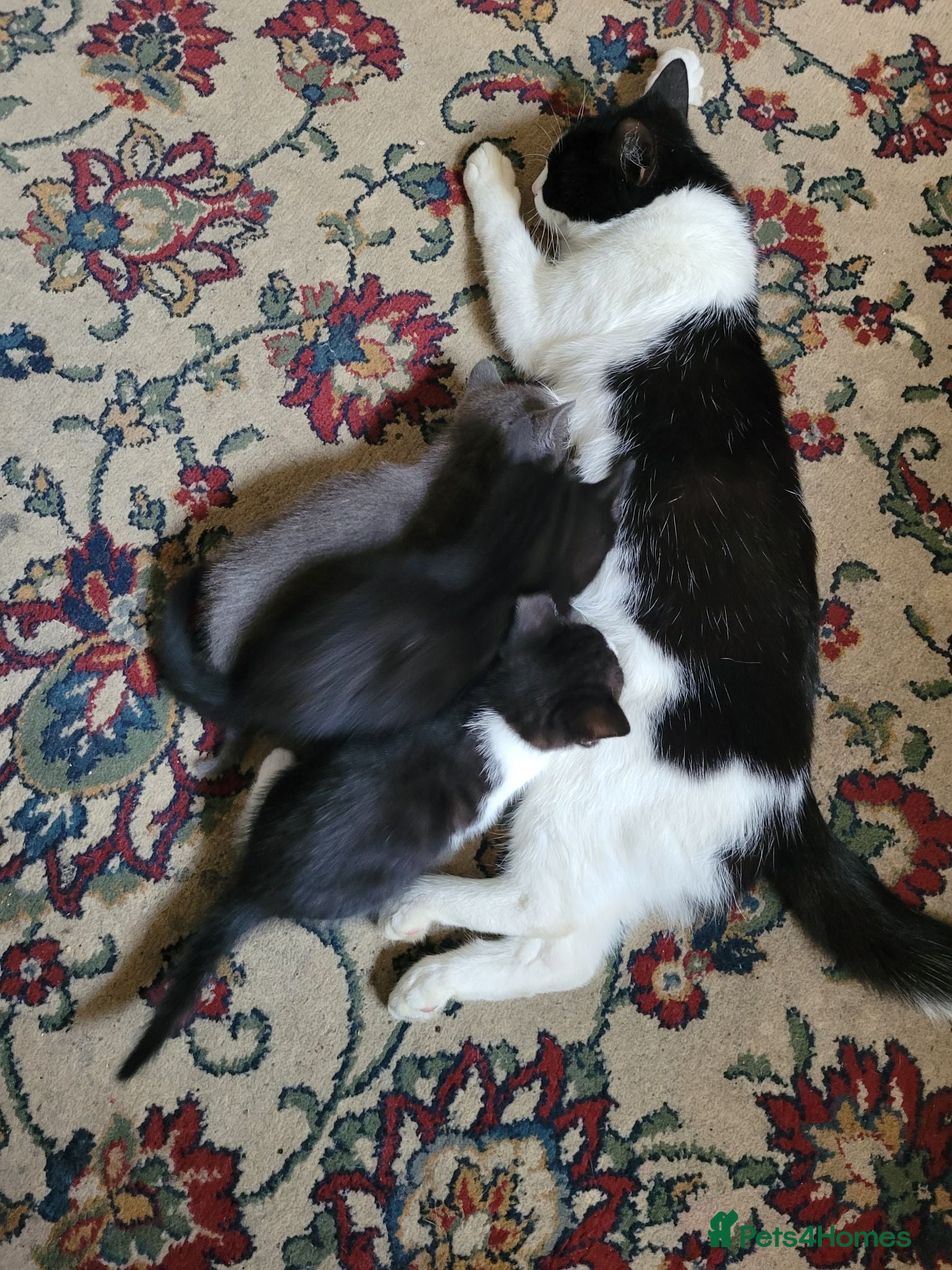 Mixed Breed cats Kitten 4 - Advert 1