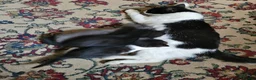 Mixed Breed cats for sale: Kitten 4 - Advert 1