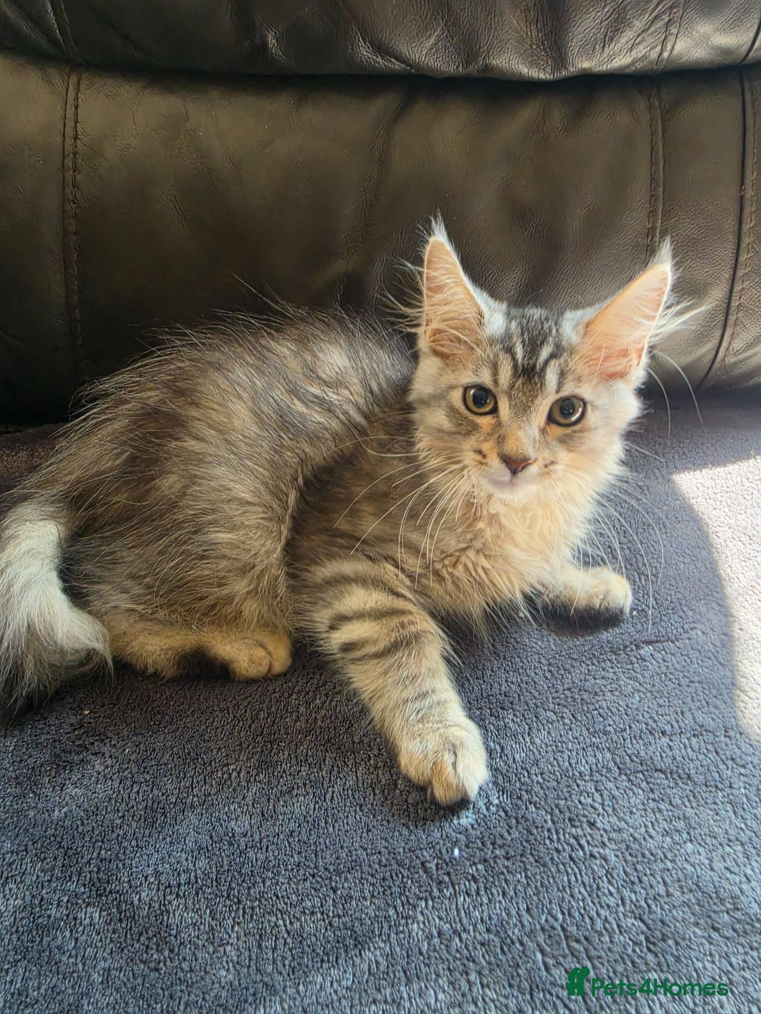 Maine Coon cats TICA Reg Maine Coon kittens ready now! - Advert 1