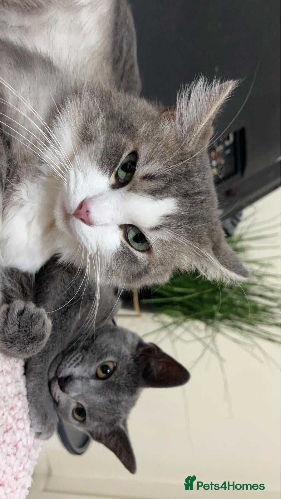 Mixed Breed cats Female kitten ready to go to her new home  - Advert 2