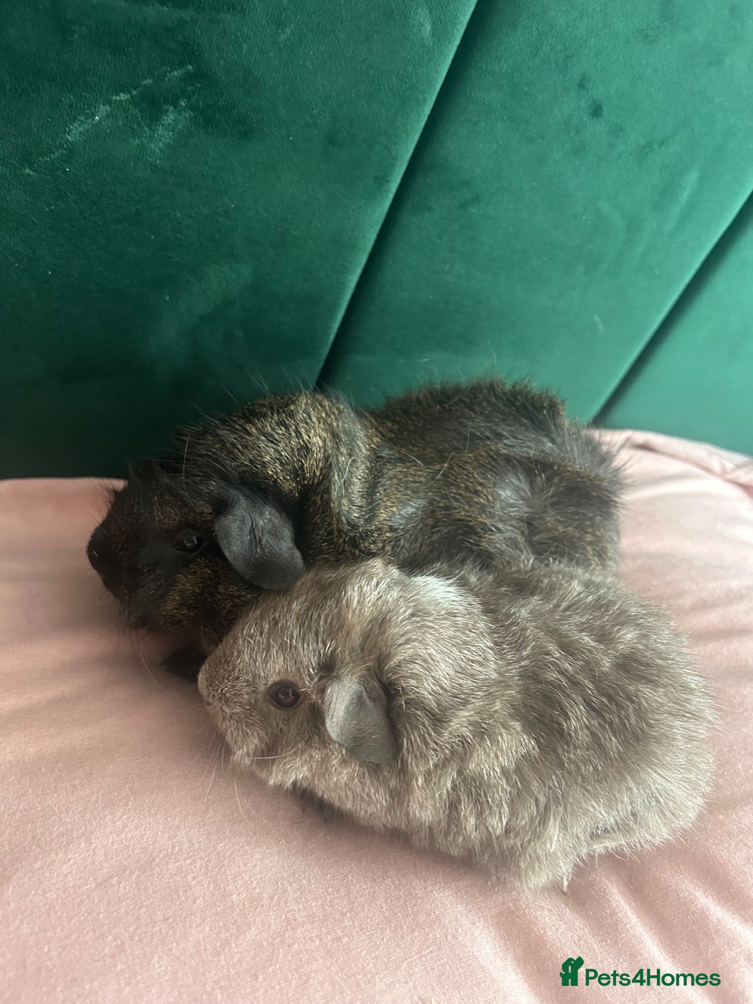 Guinea Pig rodents 2 x Funky haired baby sows  - Advert 2