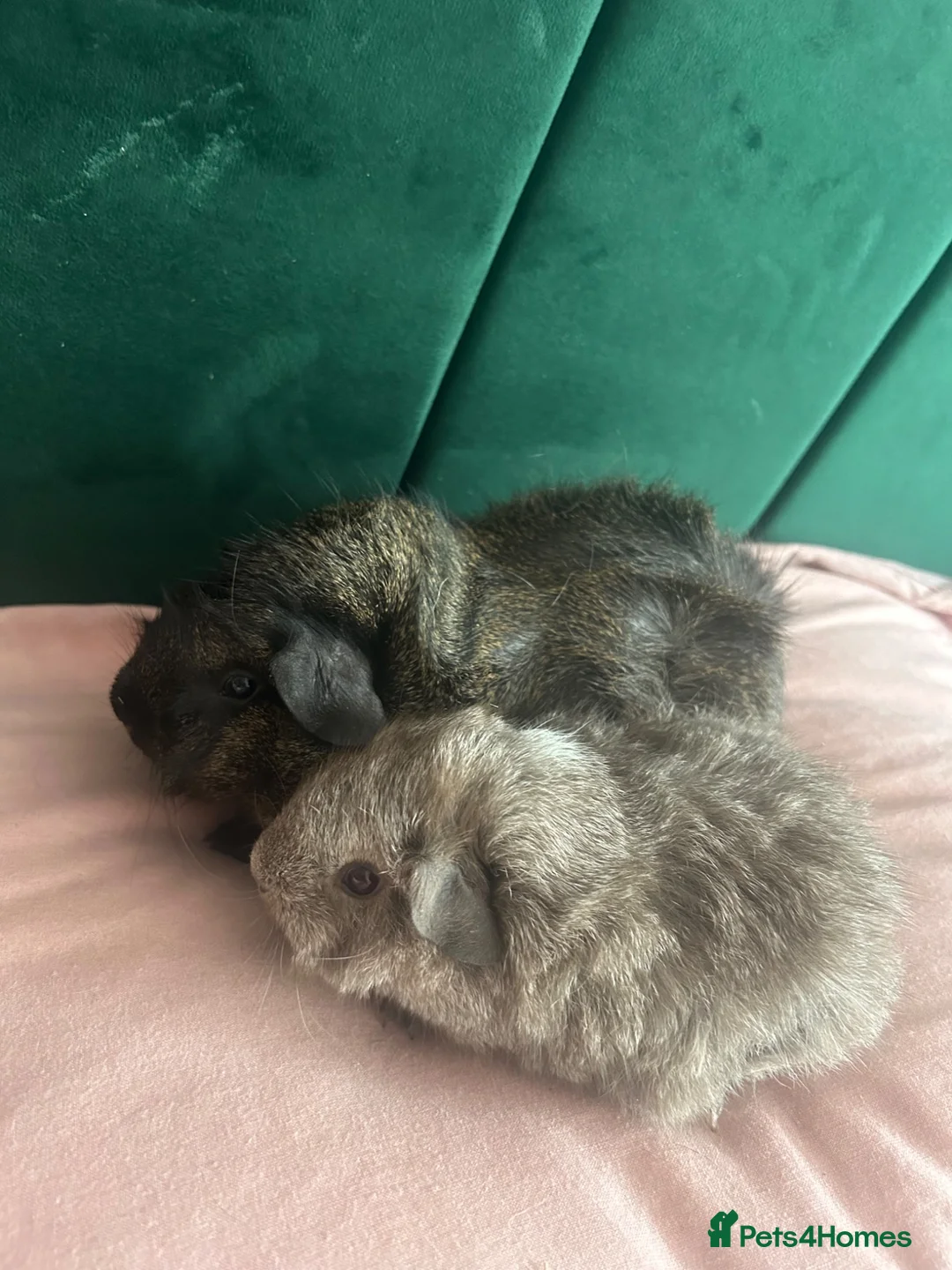 Guinea Pig rodents for sale: 2 x Funky haired baby sows  - Advert 1