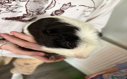 Guinea Pig rodents for sale: Male guinea pigs all different breeds  - Image 4