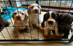 Sprocker dogs for sale: Beautiful spaniel puppies  - Image 3