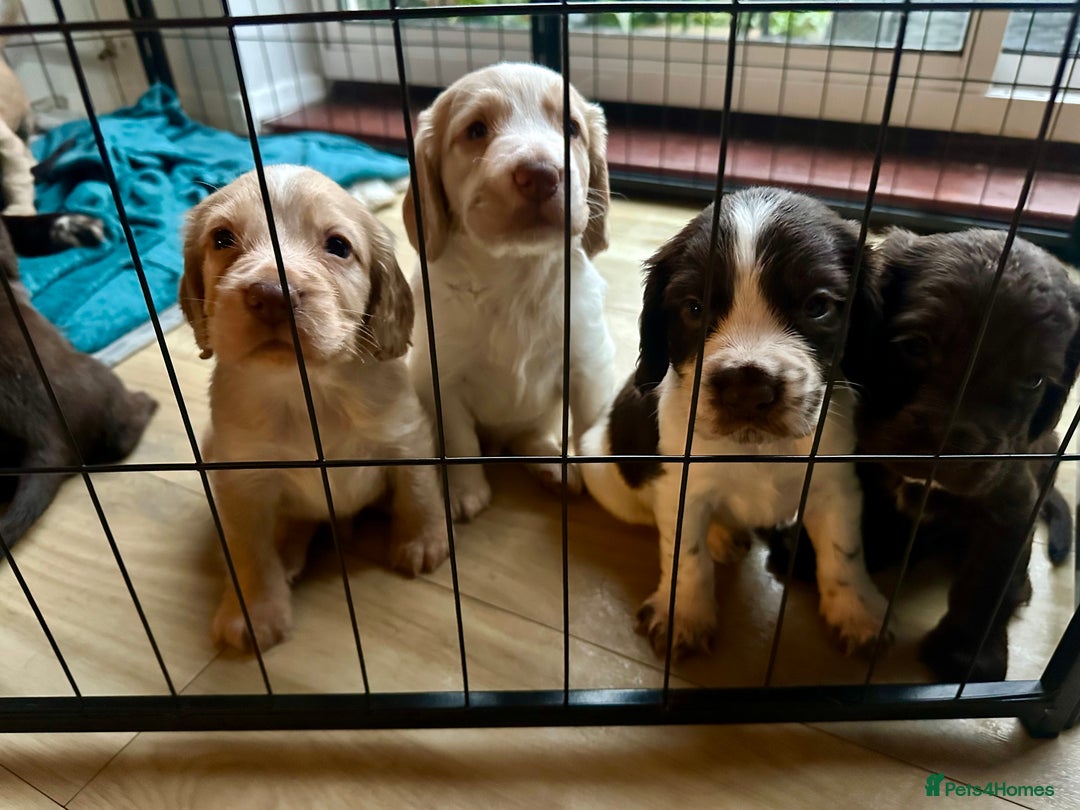 Sprocker dogs for sale: Beautiful spaniel puppies  - Image 3