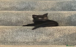 Persian cats for sale: Beautiful Persian Bengal cross kittens - Image 4