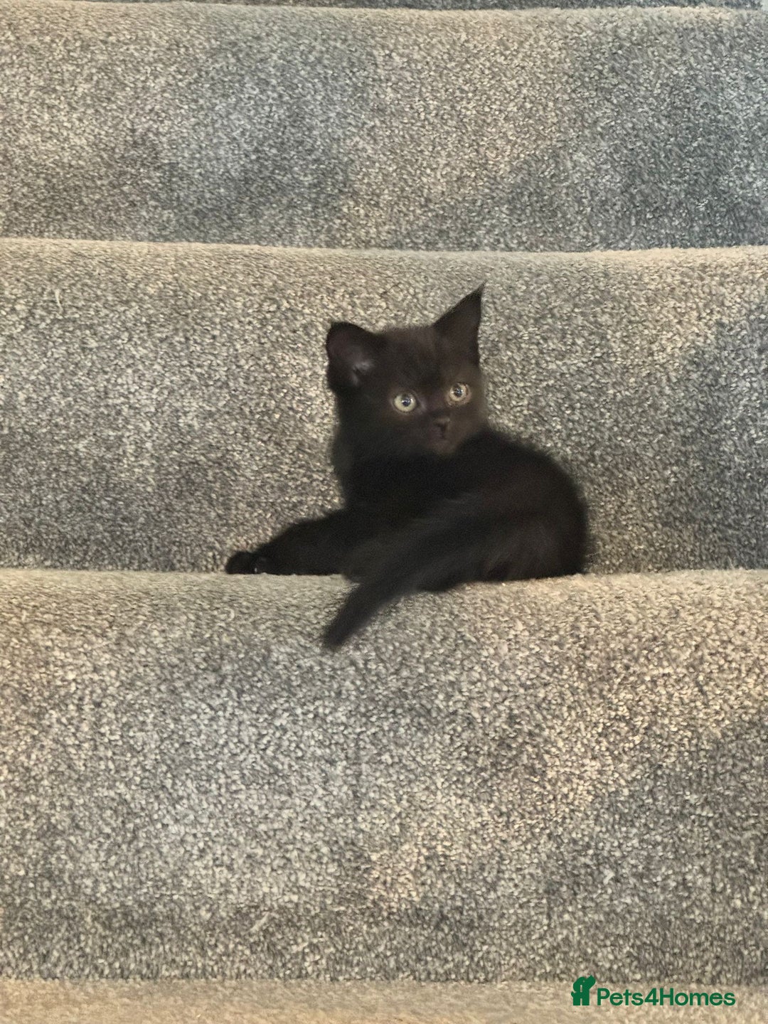 Persian cats for sale: Beautiful Persian Bengal cross kittens - Image 4