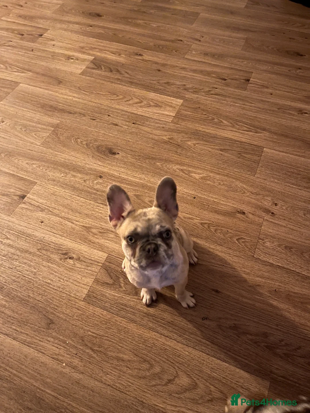 French Bulldog dogs for sale: French bulldog creme in Romford - Advert 4