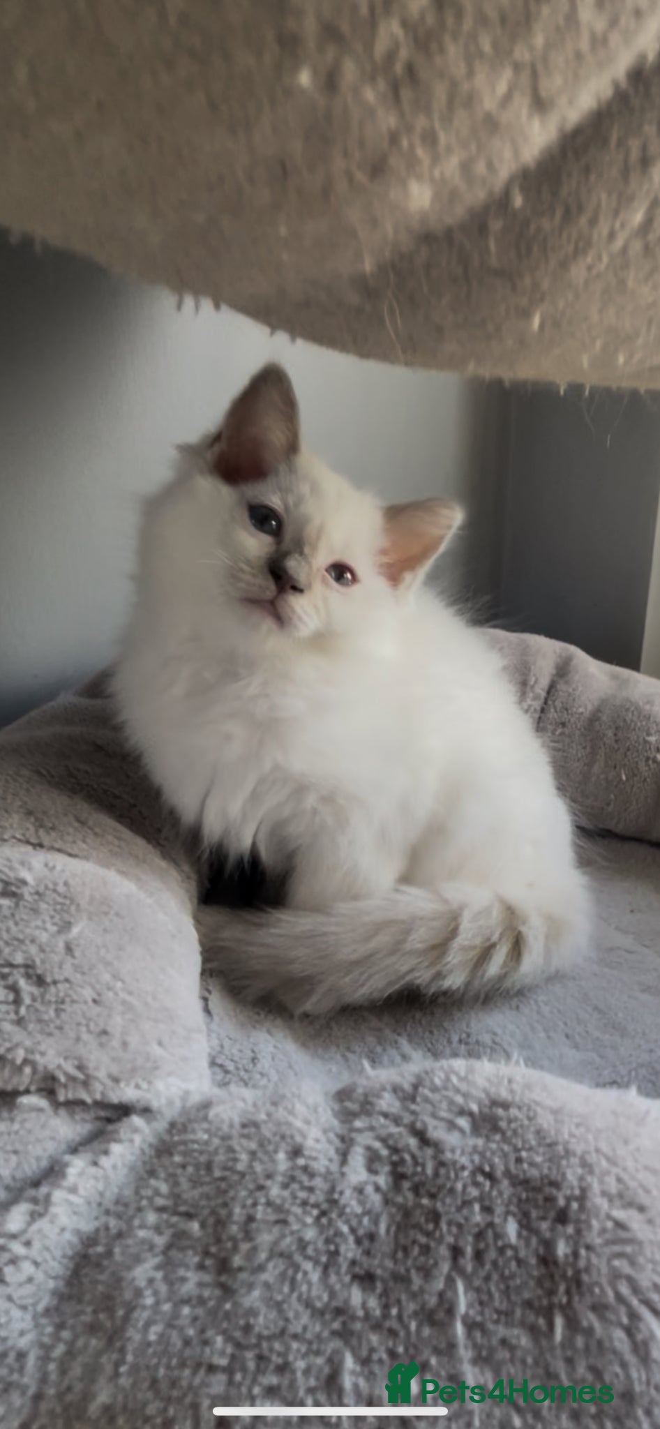 Ragdoll cats for sale: GCCF ACTIVE LILAC RAGDOLL FEMALE,ready to reserve  - Advert 1