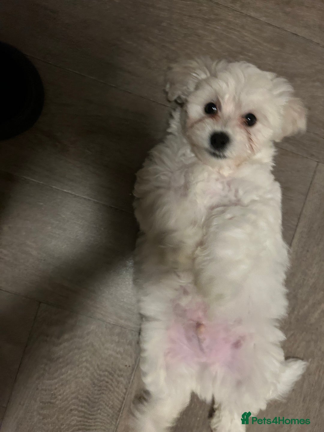 Mixed Breed dogs for sale: 🩷 ONE Beautiful Malitchon Babygirl 🩷 - Advert 5