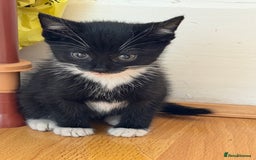 Mixed Breed cats for sale: 🐾 Adorable Baby Cat  - Image 5