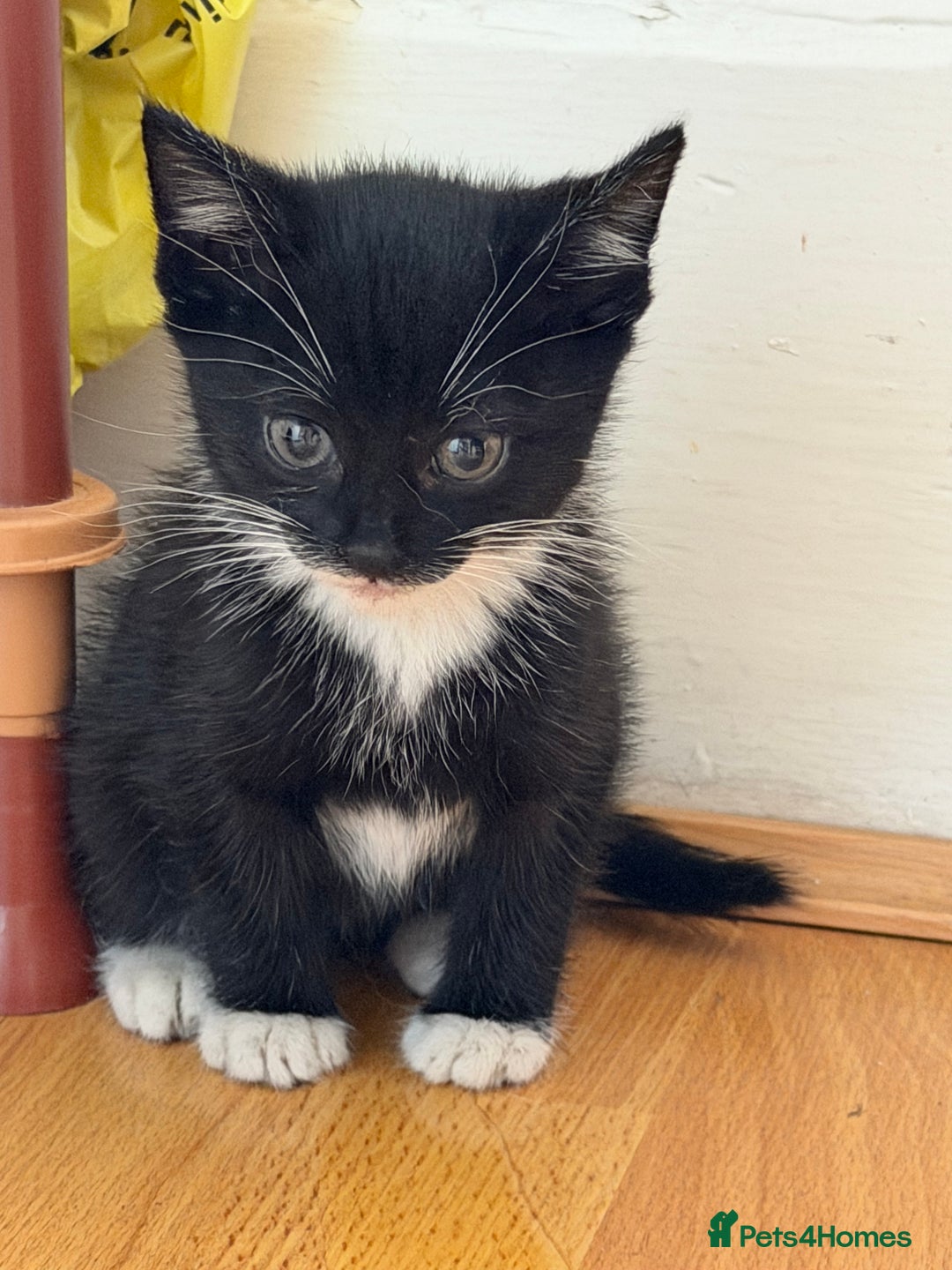 Mixed Breed cats for sale: 🐾 Adorable Baby Cat  - Image 5
