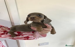 Dachshund dogs for sale: Dachshund  - Image 10