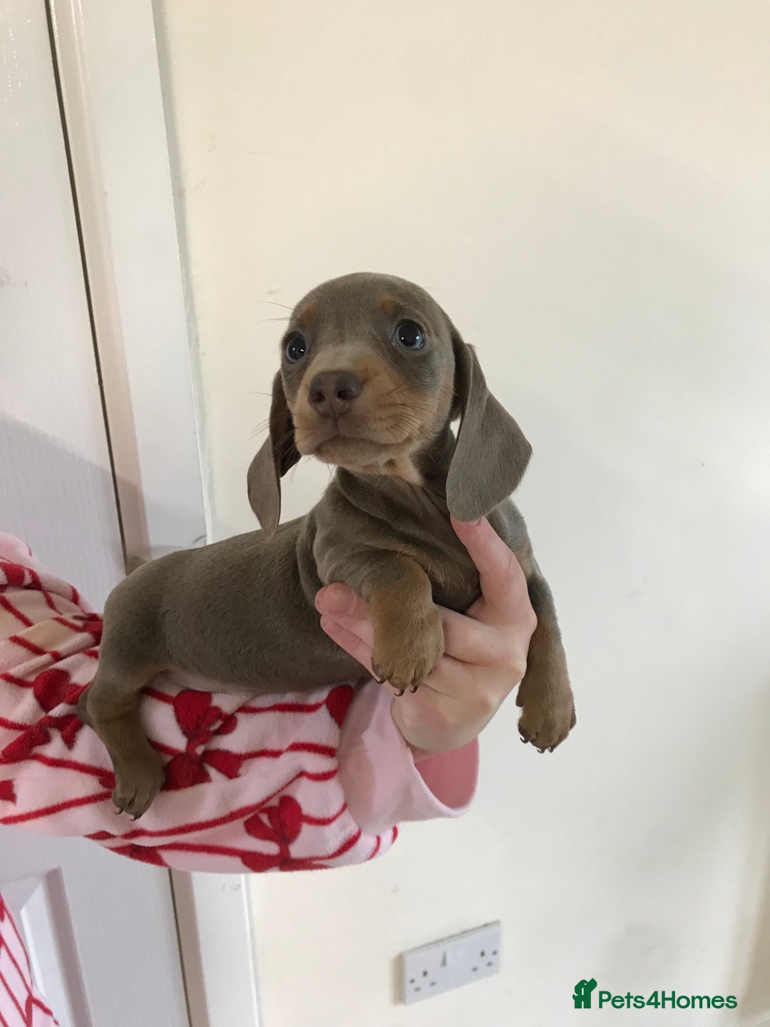 Dachshund dogs for sale: Dachshund  - Image 10
