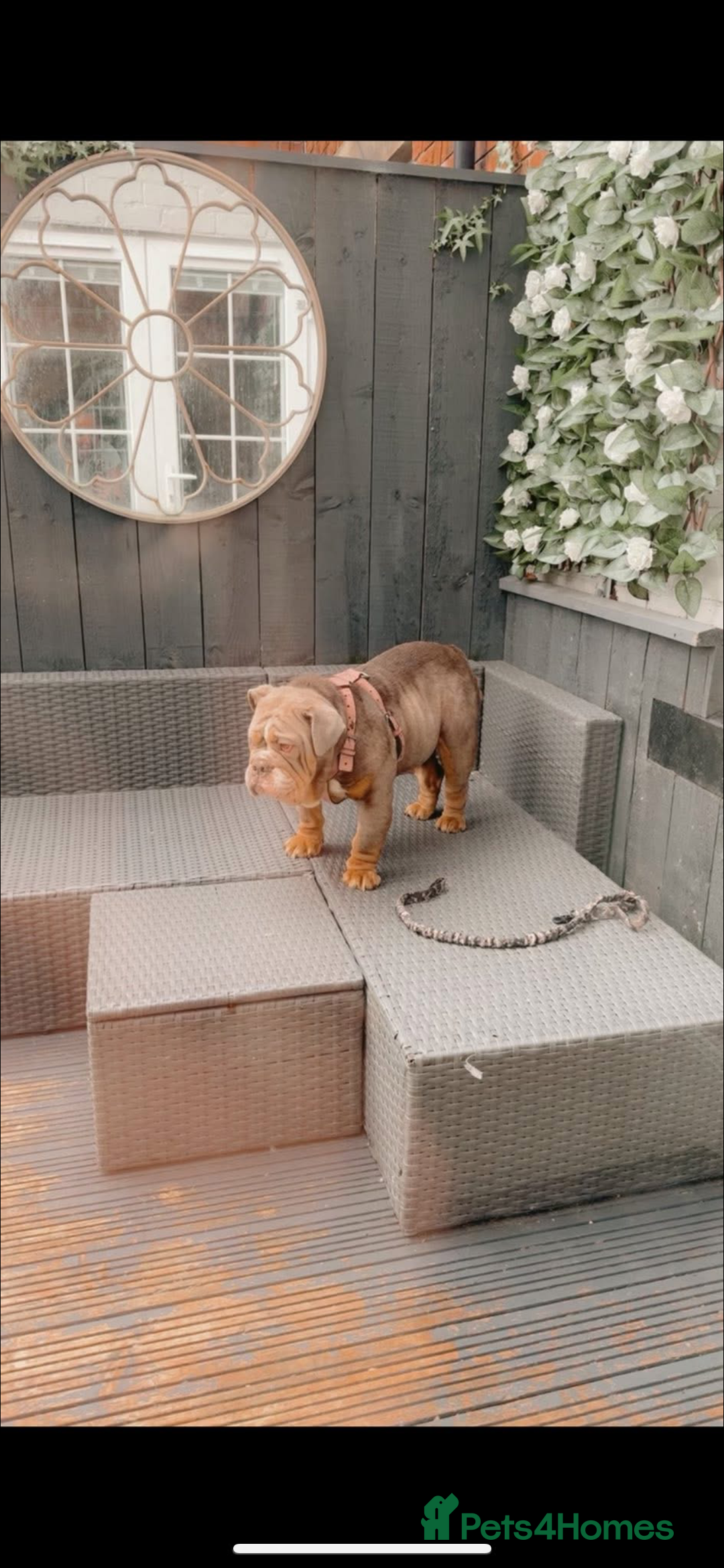 English Bulldog dogs for sale: English bulldog lilac and tan female adult  - Image 3