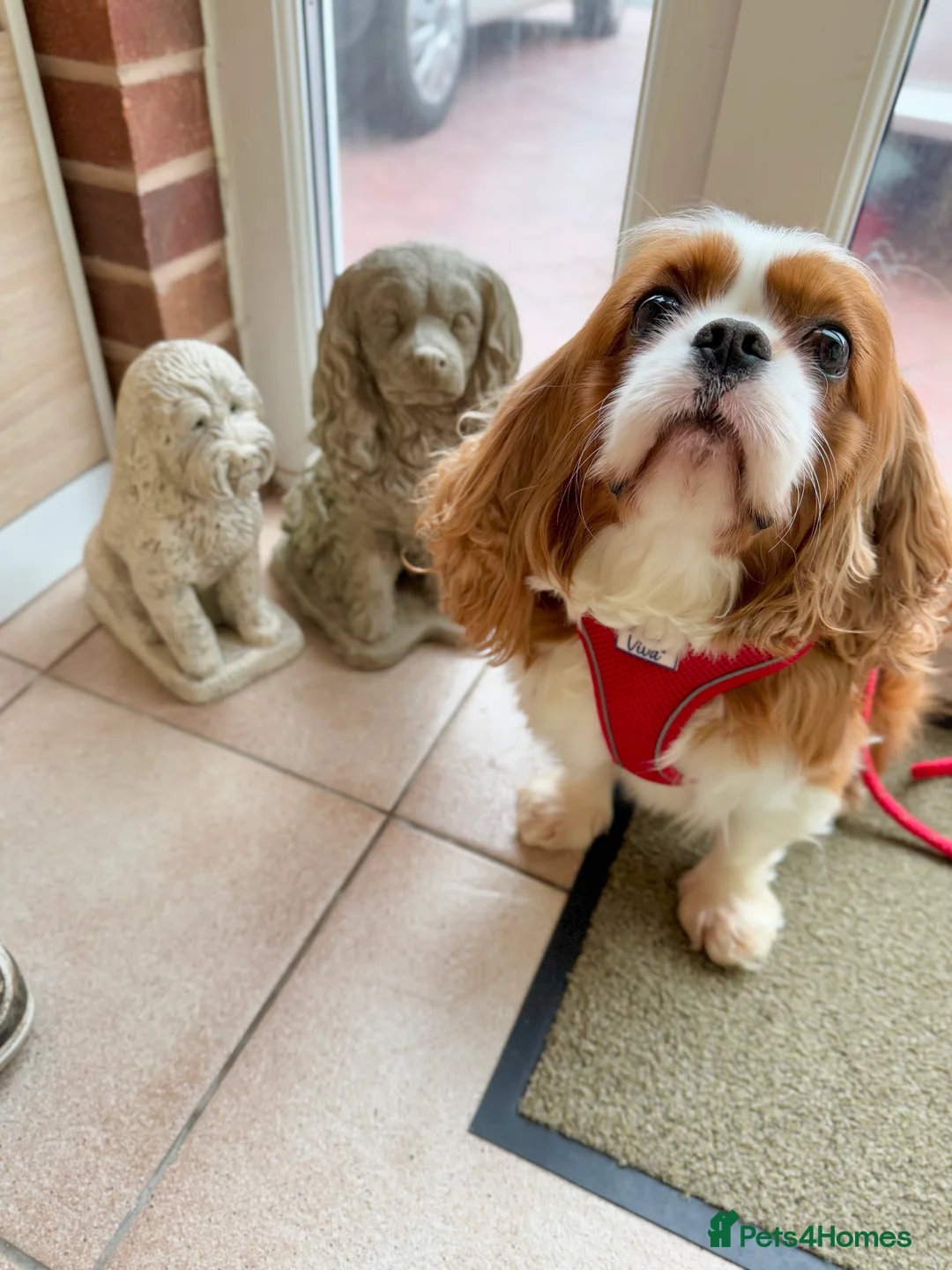 Cavalier King Charles Spaniel dogs for stud: KC Reg Health Tested Excellent Pedigrees for STUD in Nottingham - Advert 35