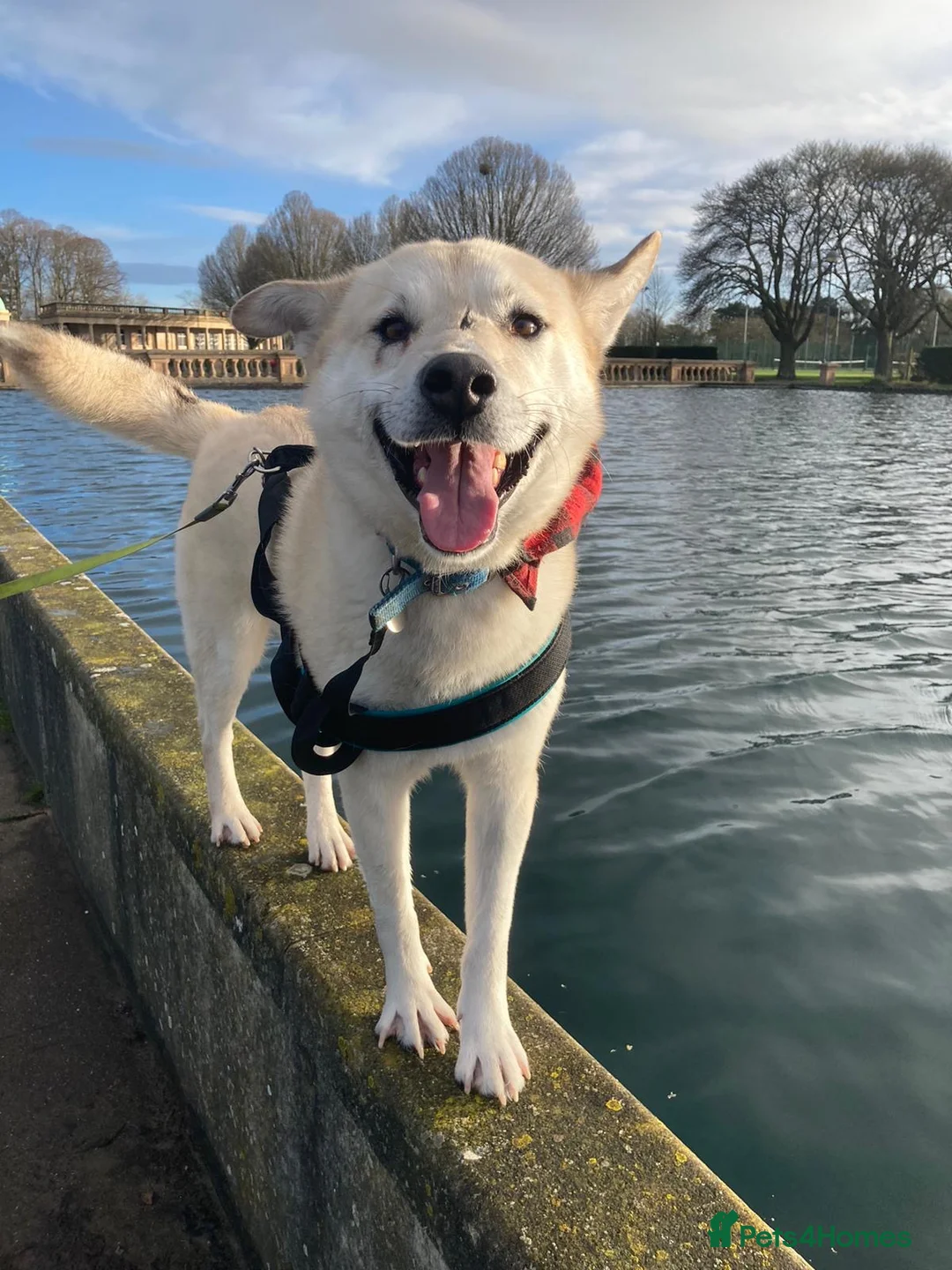 Mixed Breed dogs for adoption: Handsome Fivos Huskey X Shepherd in Norwich - Advert 16