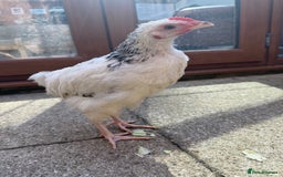 Chickens poultry for sale: 15 week Sussex Cockerel  - Image 1