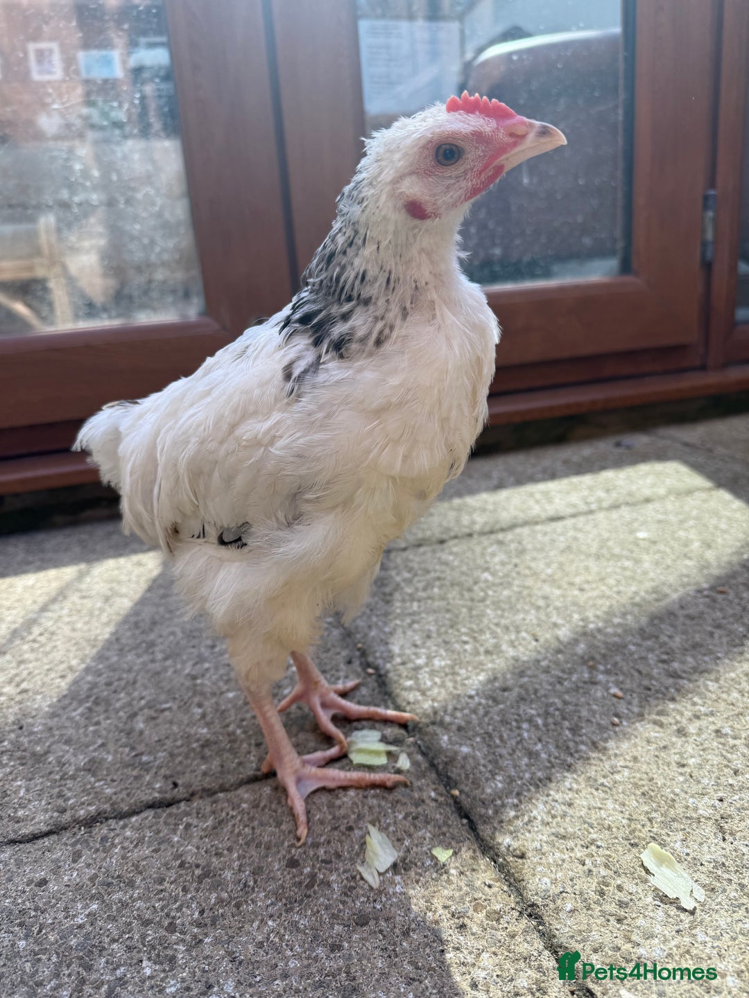 Chickens poultry for sale: 15 week Sussex Cockerel  - Image 1