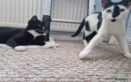British Shorthair cats for sale: Black and white tuxedo malekittens  - Advert 2