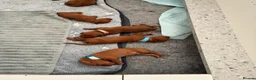 Hungarian Vizsla dogs for sale: Hungarian Vizsla Puppies in Bridgend - Advert 14