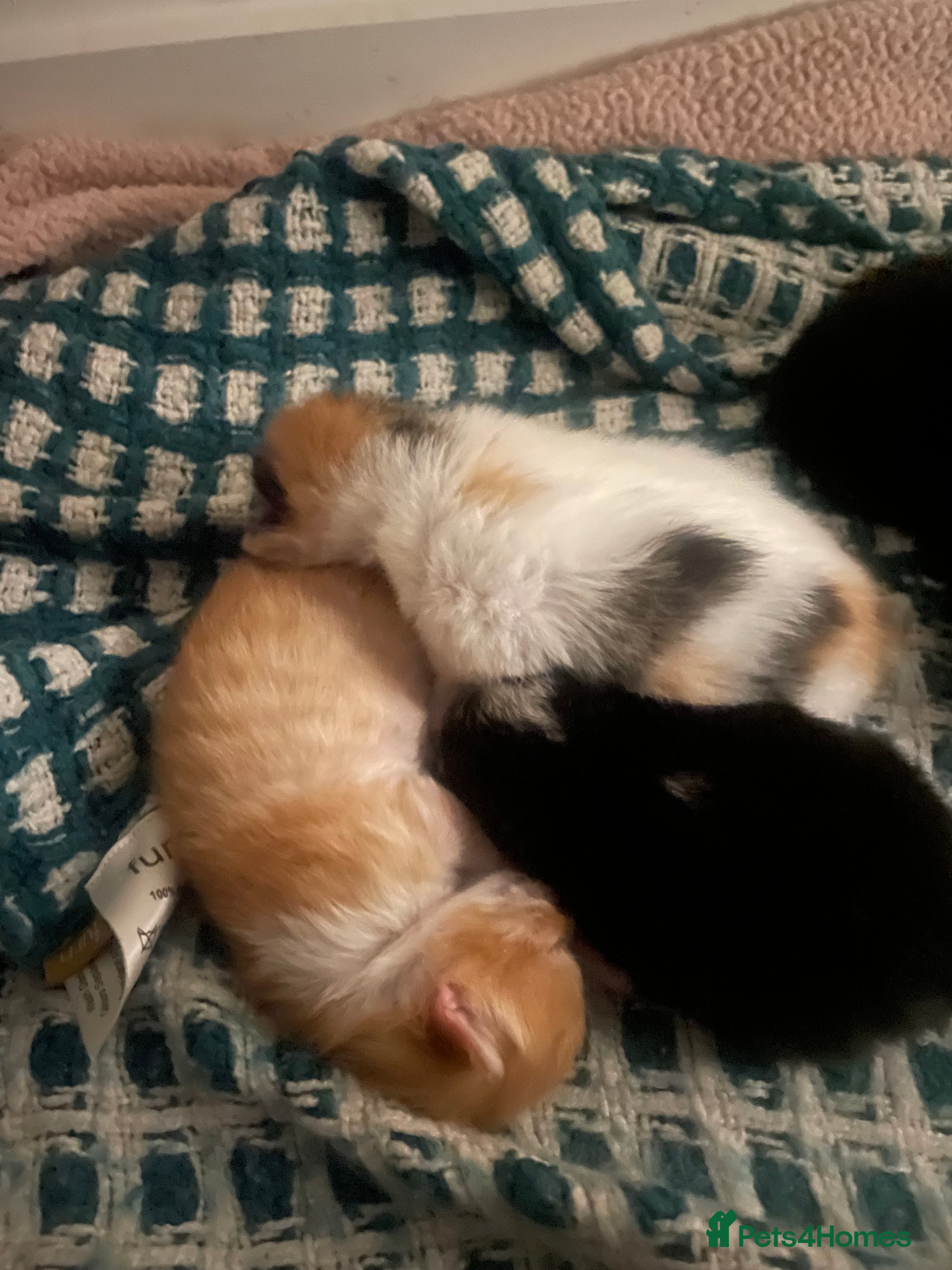 Mixed Breed cats My lovely cat gave birth to 6 beautiful babies - Advert 2