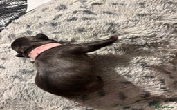 French Bulldog dogs for sale: Black/grey/White Frenchie  - Image 3