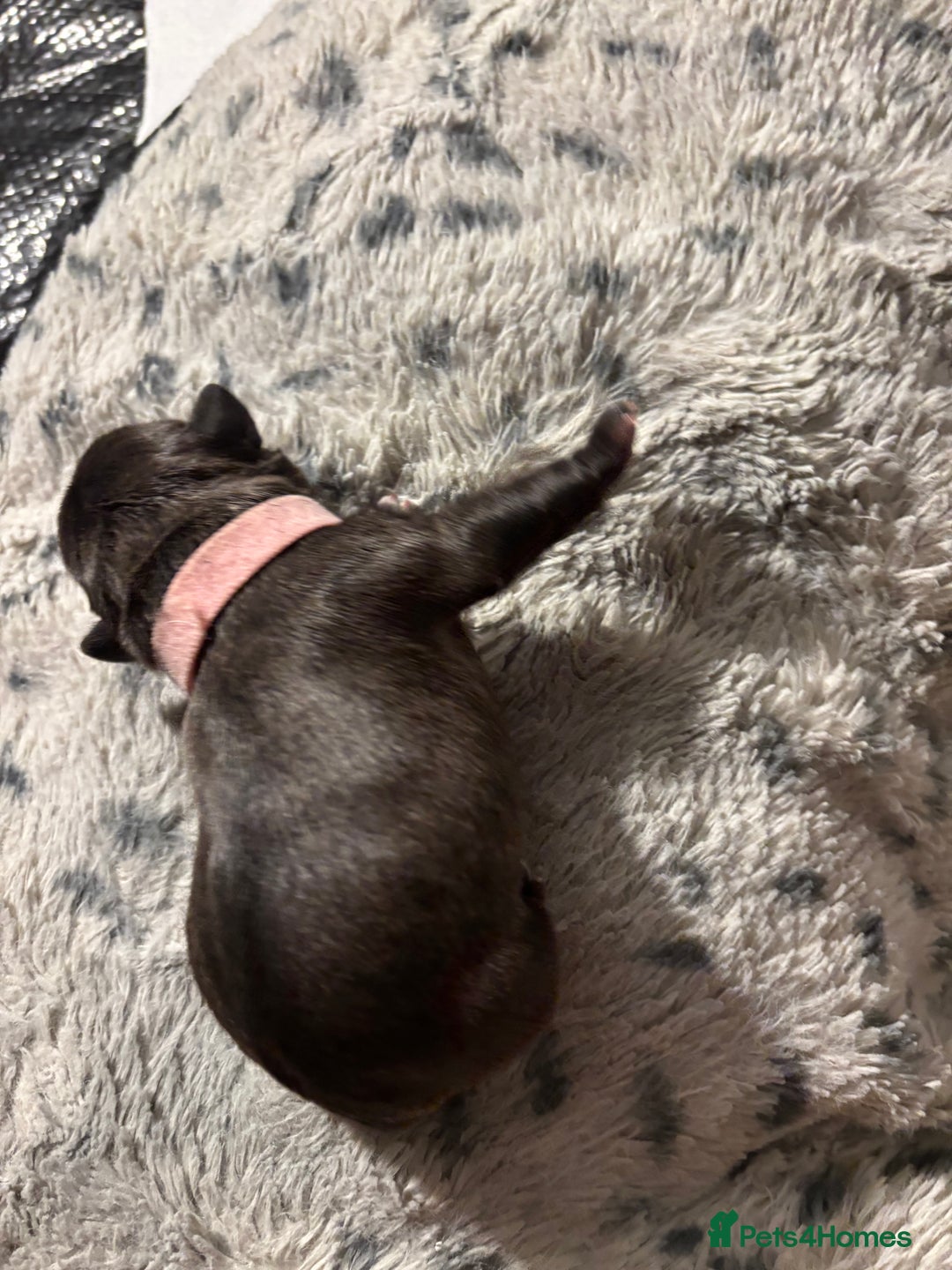 French Bulldog dogs for sale: Black/grey/White Frenchie  - Image 3