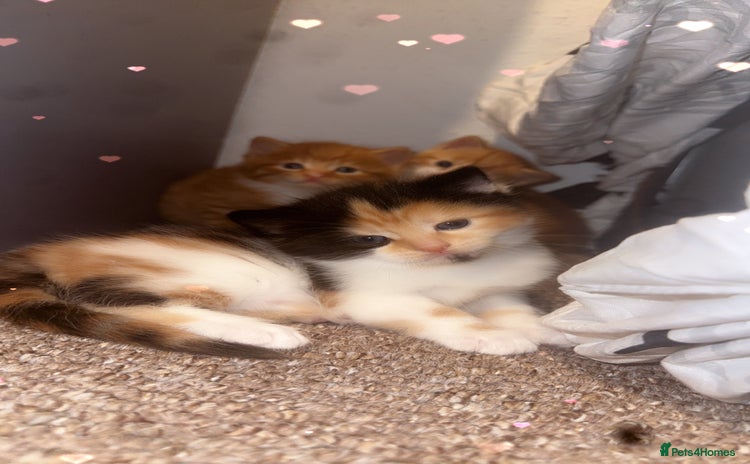 Domestic Shorthair cats - Advert 20