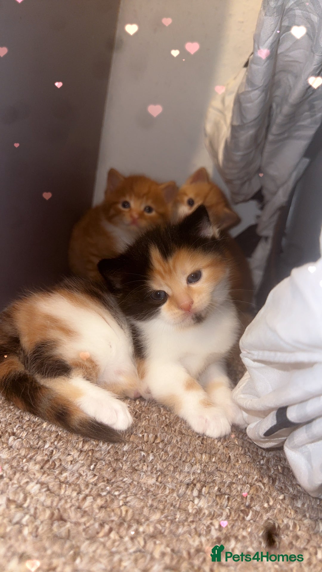 Domestic Shorthair cats for sale: 3 Beautiful kittens - Advert 2