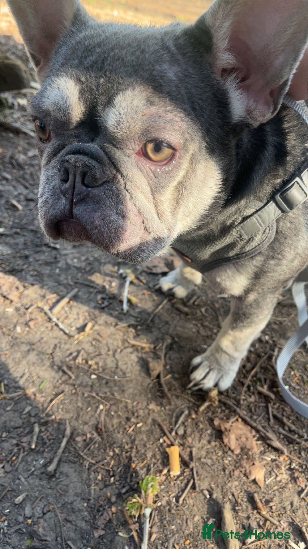 Mixed Breed dogs for sale: French/English bulldogs puppies  - Advert 9