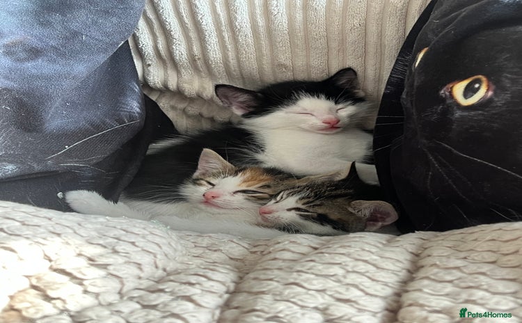 Domestic Shorthair cats - Advert 8