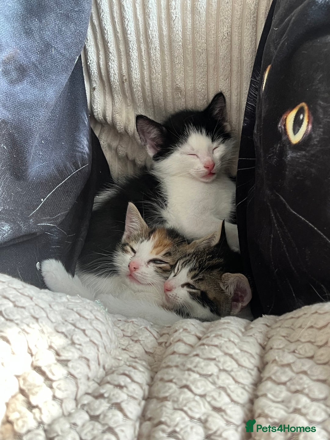 Domestic Shorthair cats for sale: 3 kittens for sale. 2 boys one girl - Image 1