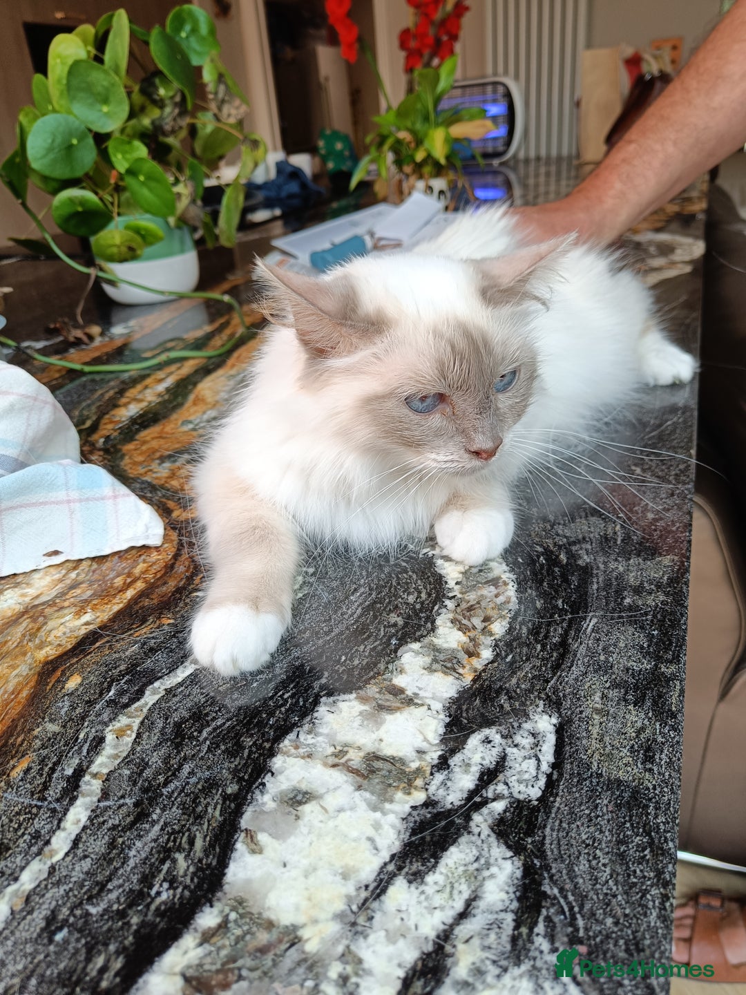 Birman cats for sale: Birman Female lilac point cat - Image 1