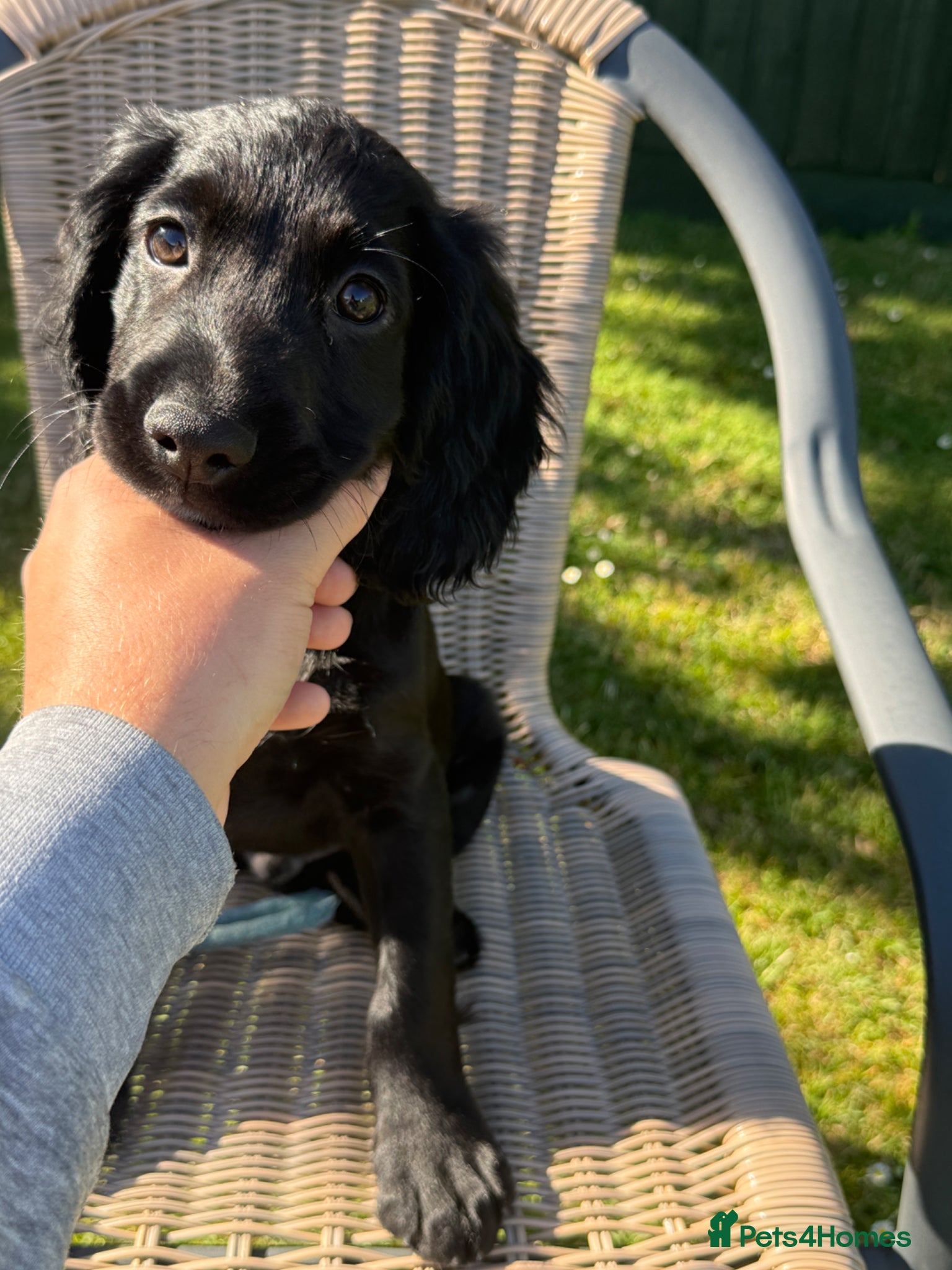 Cocker Spaniel dogs for sale: Beautiful cocker spaniel puppies *3 left* - Advert 21