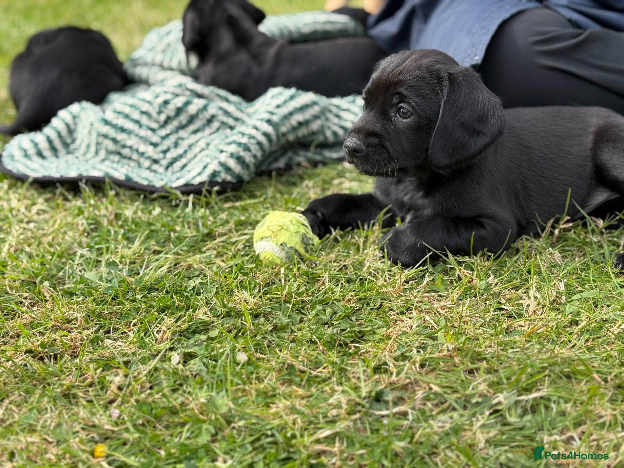 Springador dogs for sale: Spaniel x Labrador puppies  - Advert 23