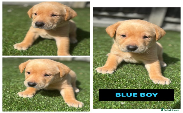 Labrador Retriever dogs - Advert 7