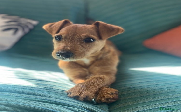 Patterjack dogs - Advert 1